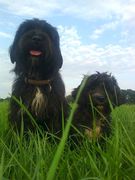 honden foto van Mollie