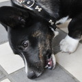 honden foto van Raico