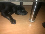 honden foto van Daisy