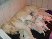 honden foto honden foto van tara