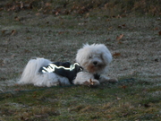 honden foto van wendy stobbe