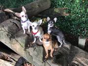 honden foto van Dannuh1989