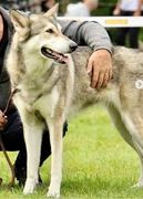 honden foto van Saarlooswolfhond