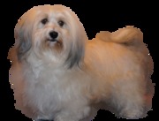 honden foto van Tail Whispers