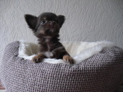 honden foto van Jade Vanderhaeghe