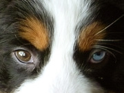 honden foto van EDS-96