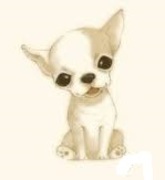 honden foto van Madammeke