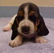 honden foto honden foto van Mouskou