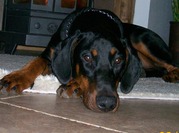 honden foto van jacolien