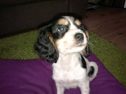 honden foto van kitty