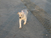 honden foto van laikafort