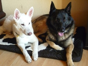 honden foto van thadinja