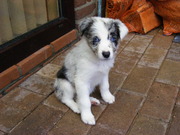 honden foto van Achim Scholte