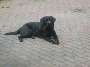 honden foto van Wendy