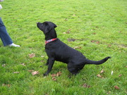 honden foto van Justdy off the Weideflora