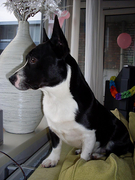 honden foto van kristel