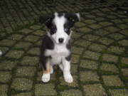 honden foto van dickydirksen