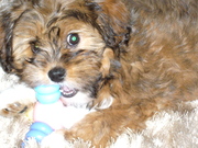 honden foto van hennie