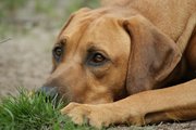 honden foto van Denise