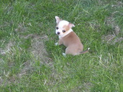 honden foto van regina