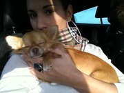 honden foto van Edana