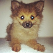 honden foto van Marloes