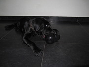 honden foto van Tosa Inu Sumo