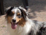 honden foto van tashideaussie