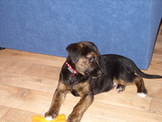 honden foto van Simba123