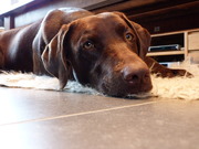 honden foto honden foto van Emilie en Neela