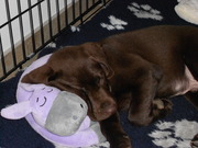 honden foto van Sylvia