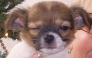 honden foto van Frida 