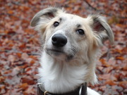 honden foto honden foto van SilkiTony
