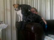 honden foto van jennifer-louise