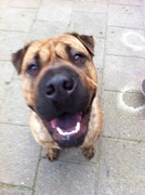 honden foto van rilana