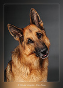 honden foto van Wolves