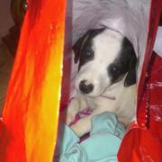 honden foto honden foto van marijke en younah