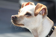honden foto van Floor Bons