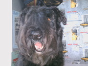 honden foto van wil visser
