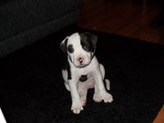 honden foto van Mandy&Lino