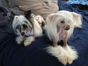 honden foto van silvie