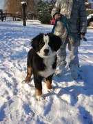 honden foto van marietje