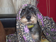 honden foto van Debbie