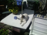 honden foto van Mario