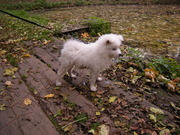 honden foto van Ton.v.Tongeren