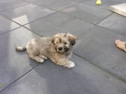 honden foto van coco