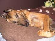 honden foto van CHARLOTTE STEYAERT