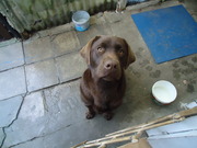 honden foto van Frederico & Labrador Veno