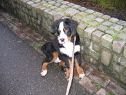 honden foto van Anita Sakkers