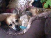 honden foto van Kimmy 